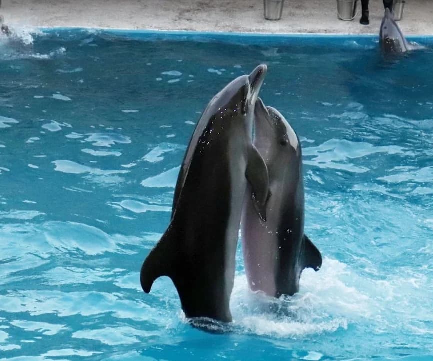 Батумский дельфинарий
